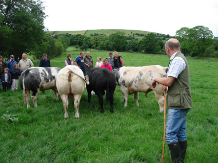 Four young Pendle pedigree bulls at grass